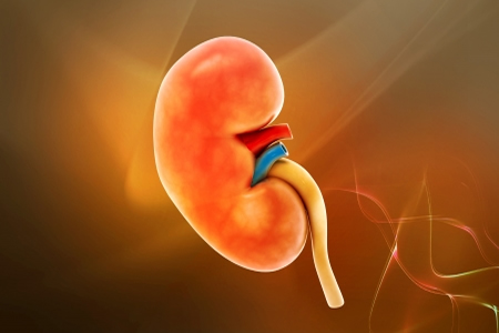 3D Bioprinter Used to Print Human Kidney for Drug Tests