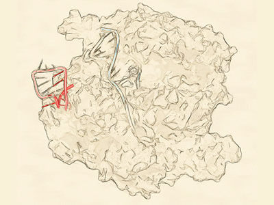 CRISPR-Built Chimeric Antigen Receptor T Cells are More Potent