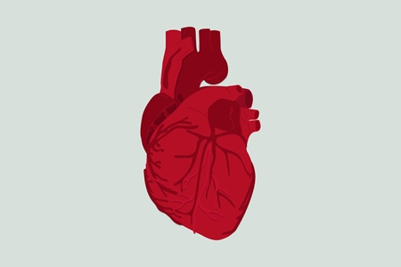 Stem Cells Used to Generate Epicardium Cells to Repair Heart Damage