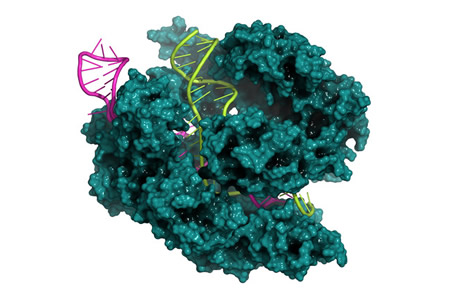 Four CRISPR-Cas9 Inhibitors Discovered