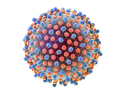 Researchers Identify and Block Cell Signaling Pathways Used by Hepatitis C Virus
