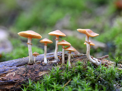 Magic Mushrooms Shown to Reduce Symptoms of Treatment Resistant Depression