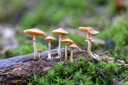 Magic Mushrooms Shown to Reduce Symptoms of Treatment Resistant Depression