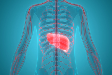 New Combinatorial Therapy Used to Treat Liver Cancer