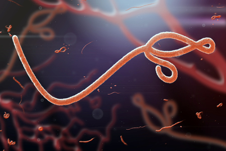Researchers Discover Human Protein That Inhibits Ebola Virus Replication