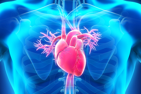 Researchers Directly Induce Cardiogenesis In Vivo Raising Hopes for Human Adult Heart Tissue Regeneration