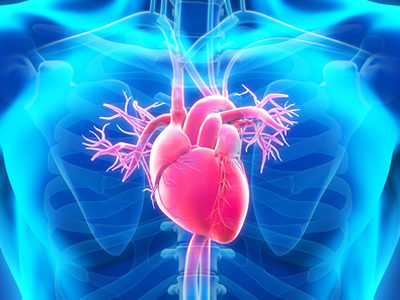 Researchers Successfully Use Amniotic Membrane as Scaffold for Growing Cardiac Patches