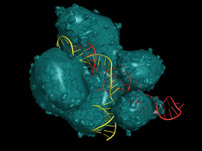 Researchers Identify ‘Anti-CRISPR’ Molecules that Inhibit Cas9 Enzyme Activity