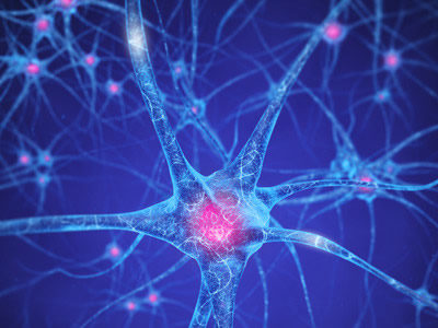 New Genetic Probe Allows Study of Individual Populations of Neurons and Their Interactions