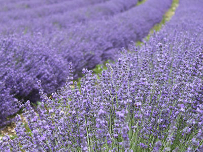 Molecular Mechanisms of Hypertensive Folk Medicines Identified