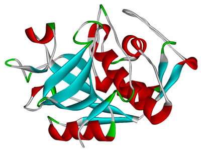 Researchers Shed Light on Cathepsin Interactions and Develop Tool to Model System Activity