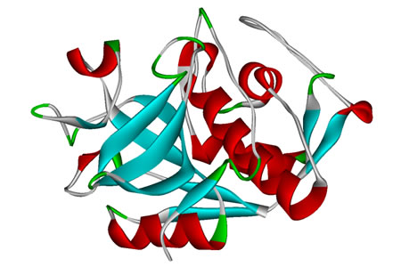 Researchers Shed Light on Cathepsin Interactions and Develop Tool to Model System Activity
