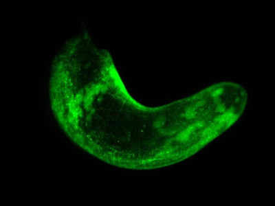 Scientists Develop Transgenic Marine Worm Which Could Reveal the Secrets of Regeneration