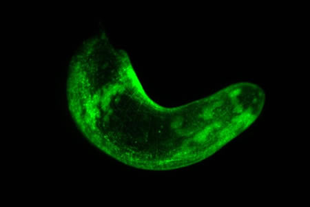 Scientists Develop Transgenic Marine Worm Which Could Reveal the Secrets of Regeneration